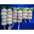 New Fresh Garlic Jinxiang